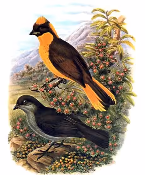 Ilustrasi Prionodura newtoniana