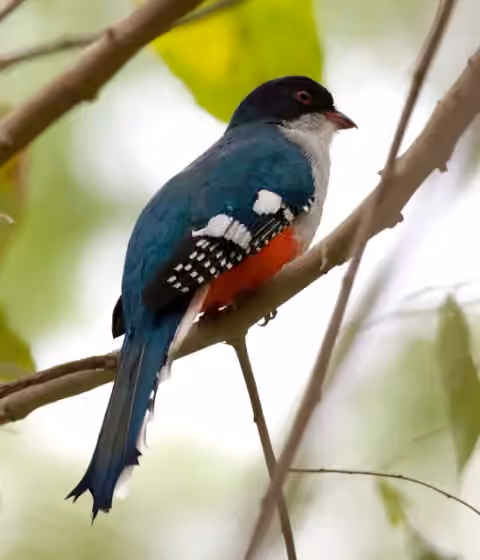 Dokumentasi Priotelus temnurus