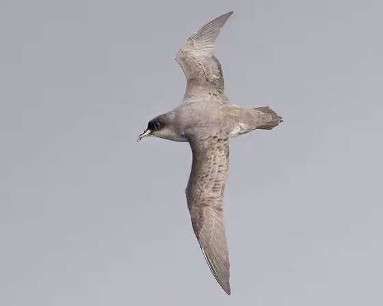 Dokumentasi Procellaria cinerea