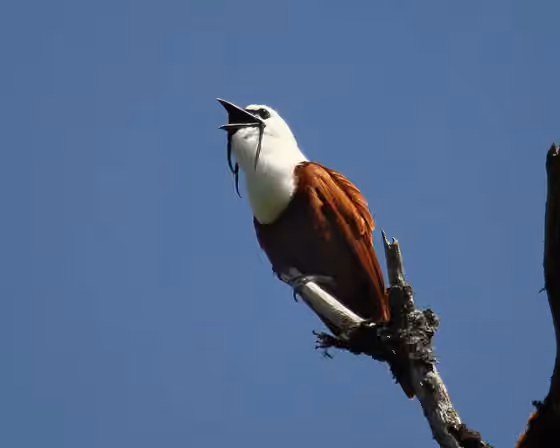 Dokumentasi Procnias tricarunculatus
