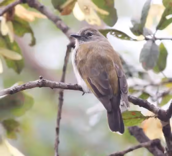 Dokumentasi Prodotiscus zambesiae