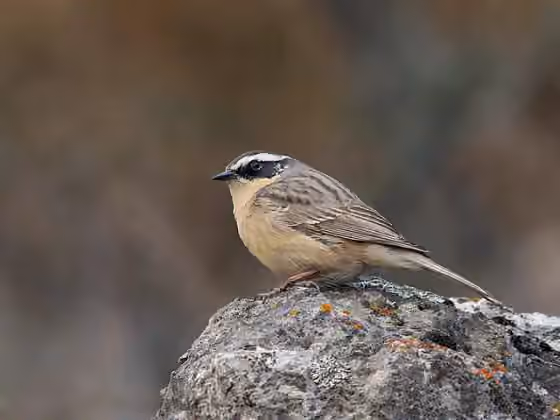 Dokumentasi Prunella fulvescens