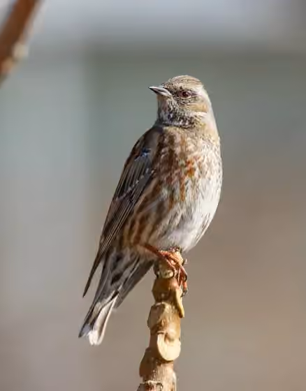 Dokumentasi Prunella himalayana