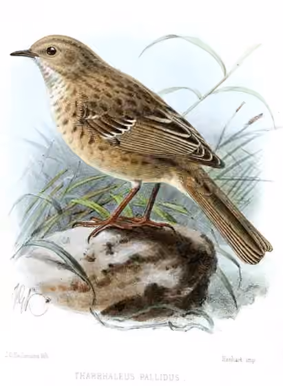 Ilustrasi Prunella koslowi
