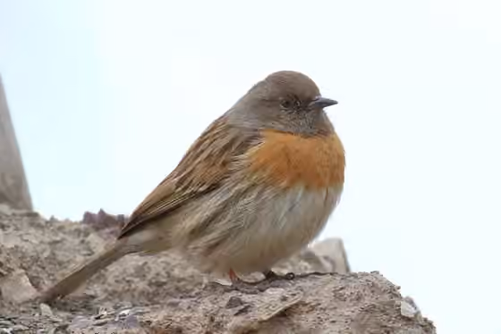 Dokumentasi Prunella rubeculoides