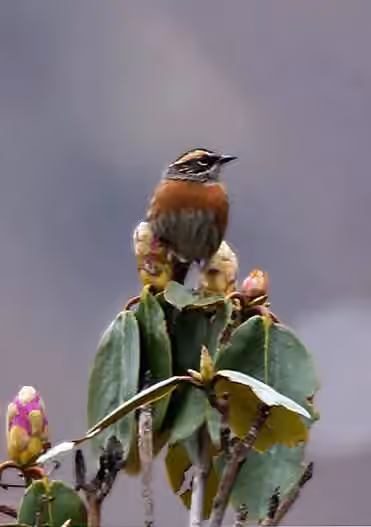 Dokumentasi Prunella strophiata