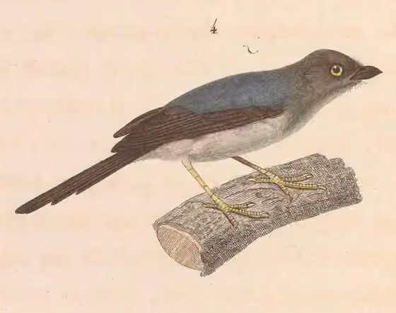 Ilustrasi dokumenter Psaltria exilis