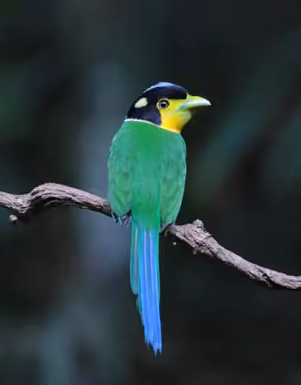Dokumentasi Psarisomus dalhousiae