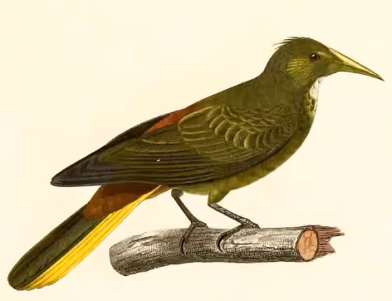 Ilustrasi Psarocolius atrovirens