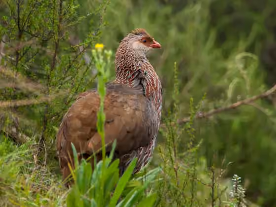 Dokumentasi Pternistis jacksoni
