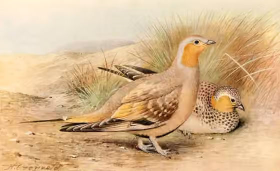Ilustrasi Pterocles senegallus