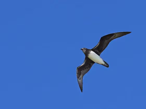 Dokumentasi Pterodroma alba
