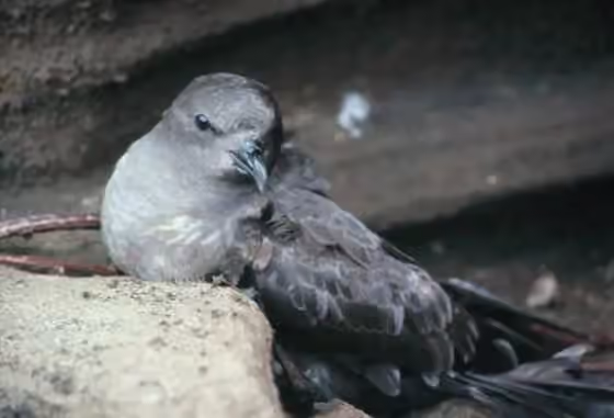 Dokumentasi Pterodroma arminjoniana