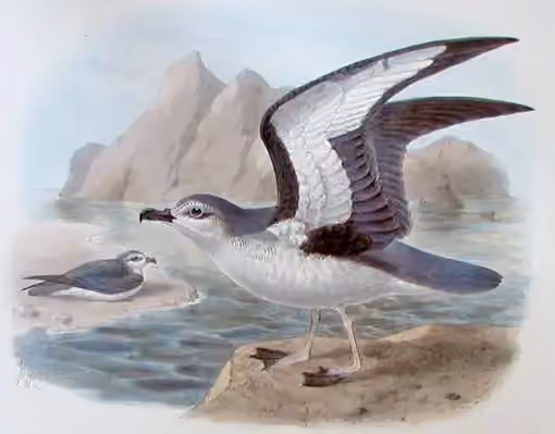 Ilustrasi Pterodroma axillaris