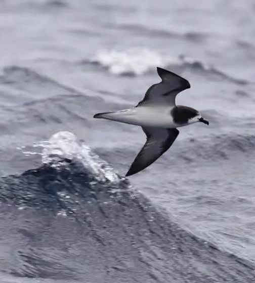 Dokumentasi Pterodroma leucoptera