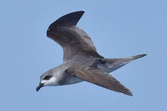 Dokumentasi Pterodroma nigripennis