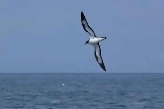 Dokumentasi Pterodroma phaeopygia