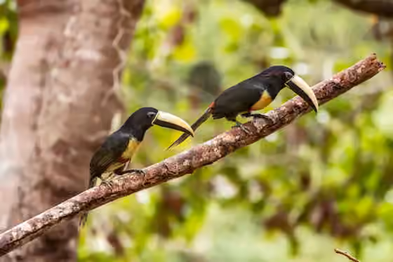 Dokumentasi Pteroglossus aracari