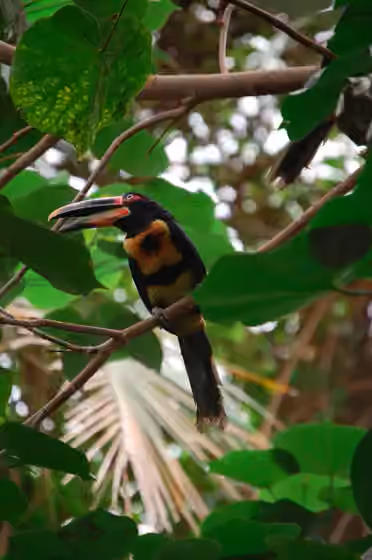 Dokumentasi Pteroglossus erythropygius
