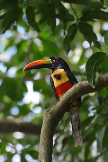 Dokumentasi Pteroglossus frantzii