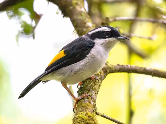 Dokumentasi Pteruthius flaviscapis