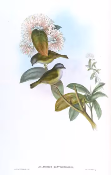 Ilustrasi Pteruthius xanthochlorus