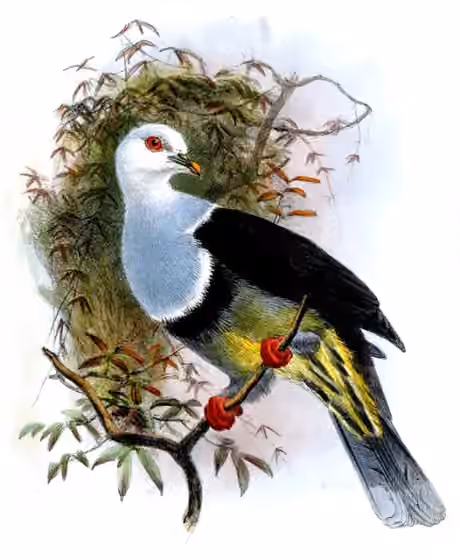 Ilustrasi Ptilinopus cinctus