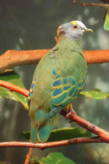 Dokumentasi Ptilinopus coronulatus