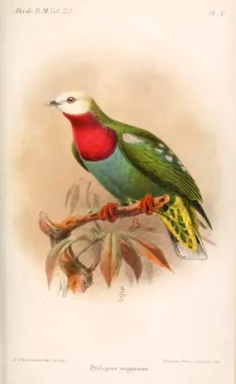 Ilustrasi Ptilinopus eugeniae
