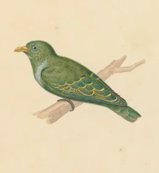 Ilustrasi Ptilinopus nainus