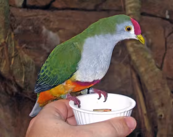 Dokumentasi Ptilinopus pulchellus