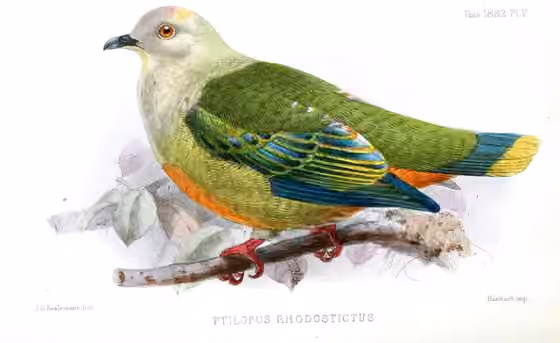 Ilustrasi Ptilinopus richardsii
