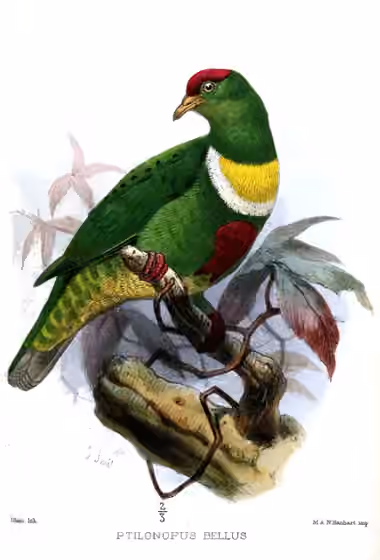 Ilustrasi Ptilinopus rivoli