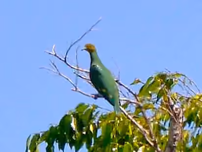 Dokumentasi Ptilinopus tannensis