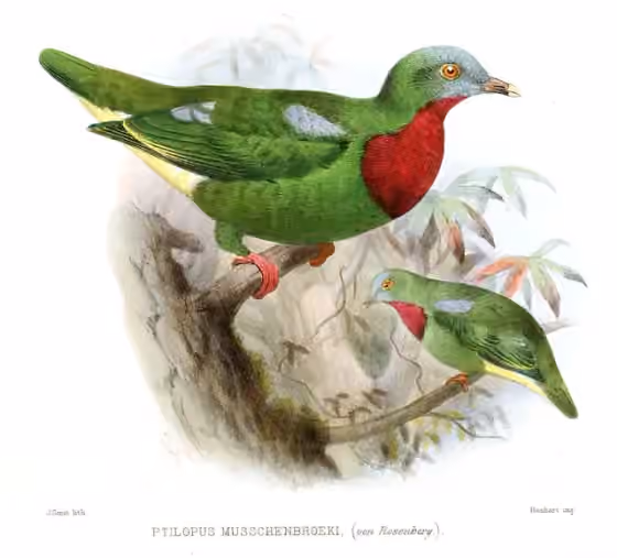 Ilustrasi Ptilinopus viridis