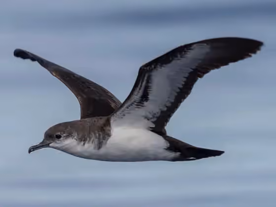 Dokumentasi Puffinus bannermani