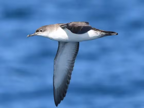 Dokumentasi Puffinus yelkouan