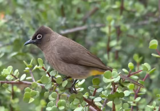 Dokumentasi Pycnonotus capensis