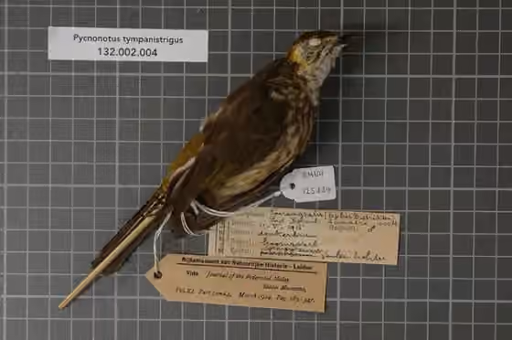 Spesimen museum Pycnonotus tympanistrigus