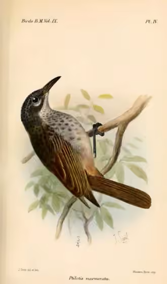 Ilustrasi Pycnopygius cinereus