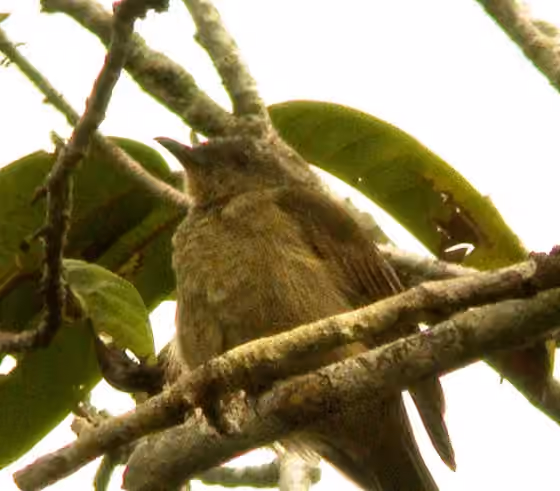 Dokumentasi Pycnopygius ixoides