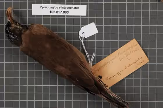 Spesimen museum Pycnopygius stictocephalus
