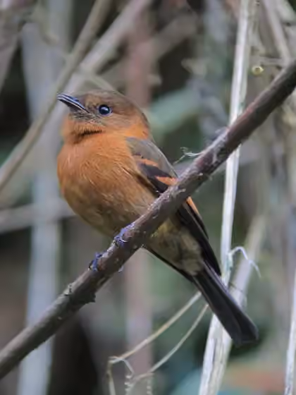 Dokumentasi Pyrrhomyias cinnamomeus