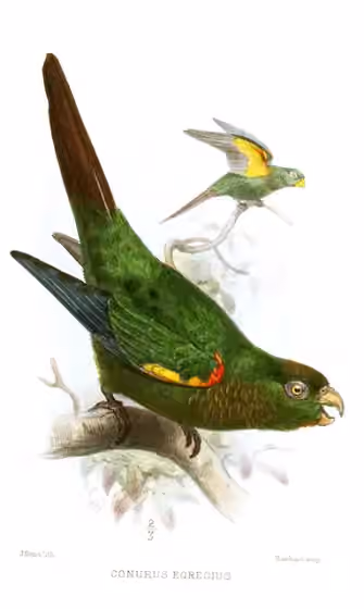 Ilustrasi Pyrrhura egregia