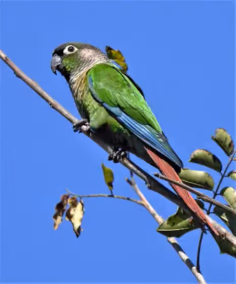 Dokumentasi Pyrrhura molinae