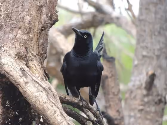 Dokumentasi Quiscalus nicaraguensis