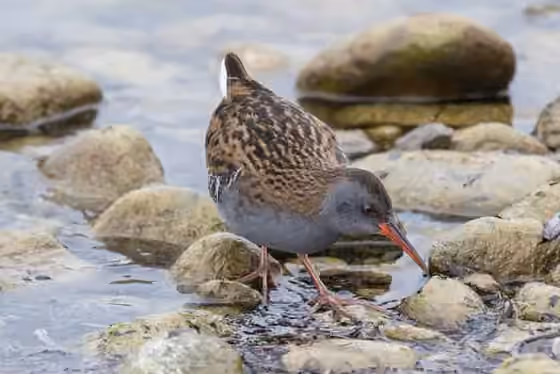 Dokumentasi Rallus aquaticus