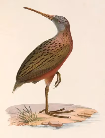 Ilustrasi Rallus madagascariensis
