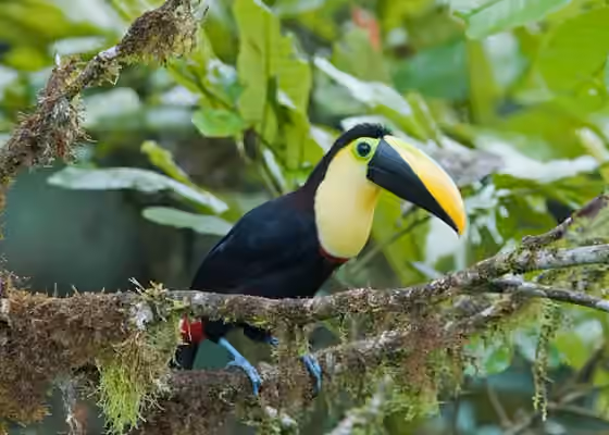 Dokumentasi Ramphastos brevis