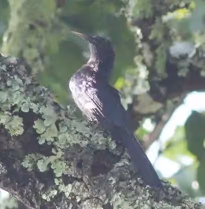 Dokumentasi Rhinopomastus aterrimus